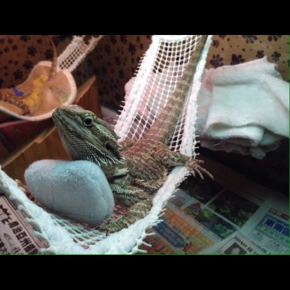 BEARDED DRAGON ATTACHABLE RESTING HAMMOCKS - Picture 4 of 4